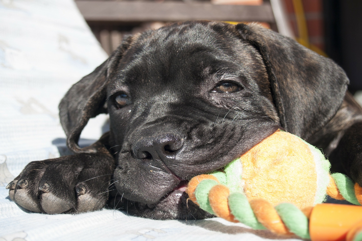 cane corso filhote