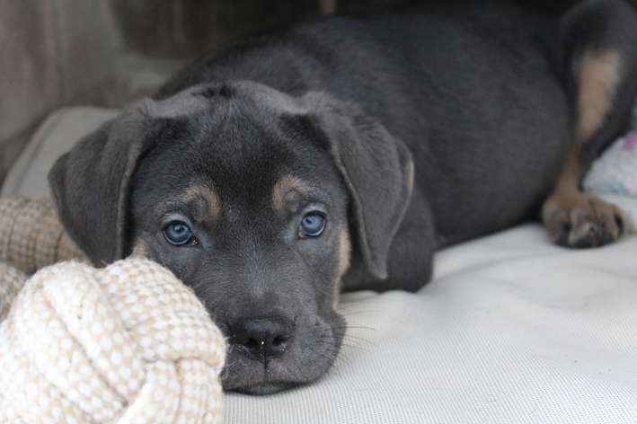 cane corso filhote