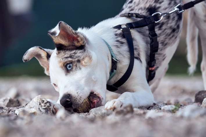 Cão comendo terra
