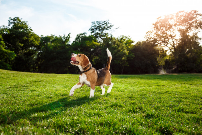 Raça de cachorro inglês