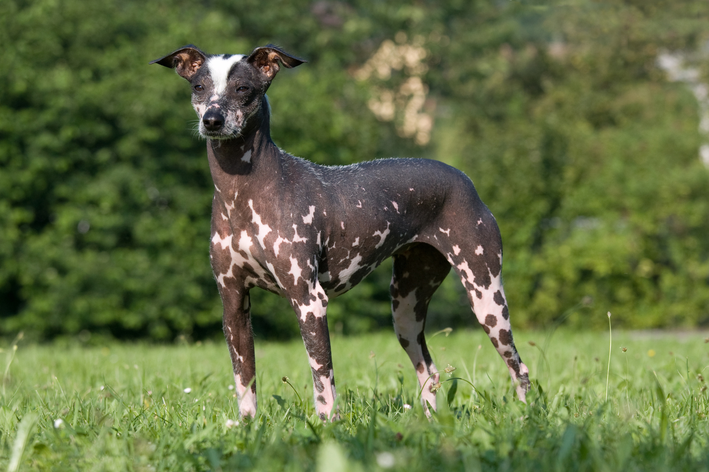 cão pelado peruano