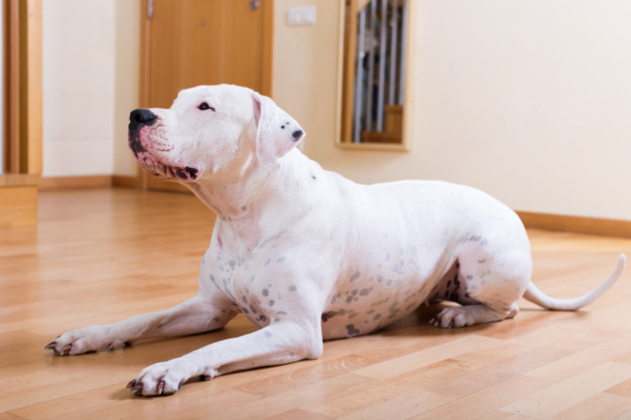 raça de cachorro argentino