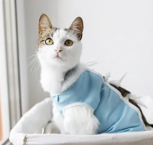 gato castrado na caminha