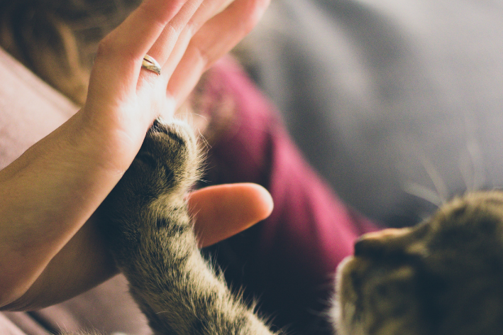 felino tocando na mão de cat sitter