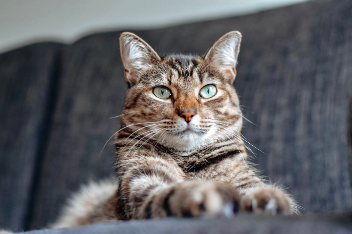 gato sentado no sofá