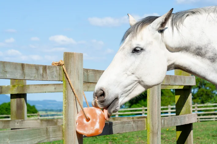 cavalo branco árabe se alimentando