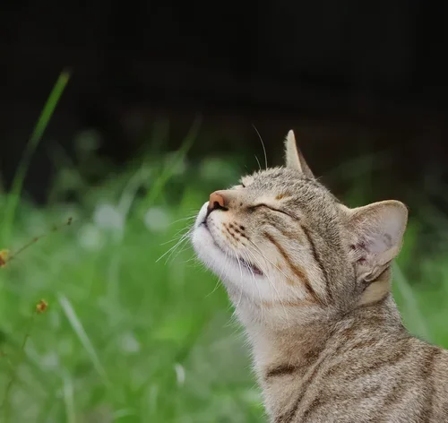 gato sentindo um cheiro que não gosta