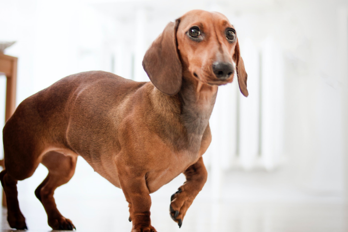 choque elétrico em cachorros como evitar