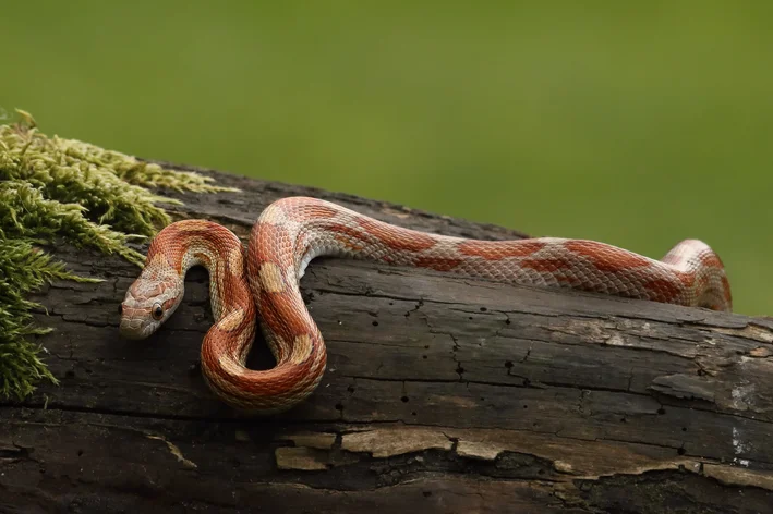 cobra do milho no tronco de árvore