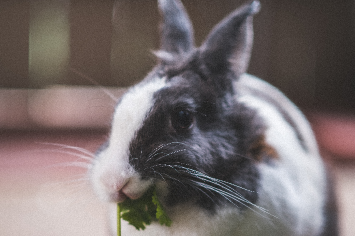 coelho pode comer couve