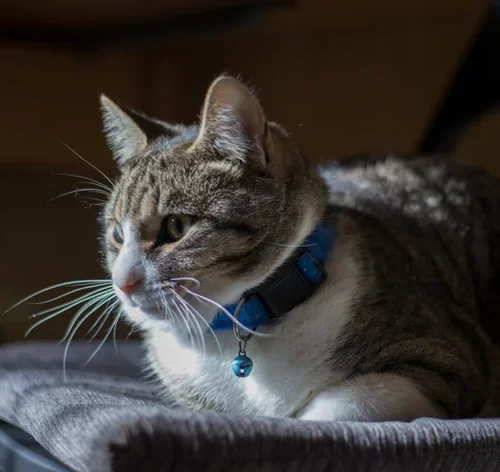 gato usando coleira com guizo