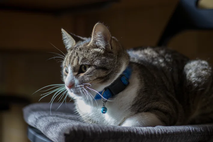 gato usando coleira com guizo