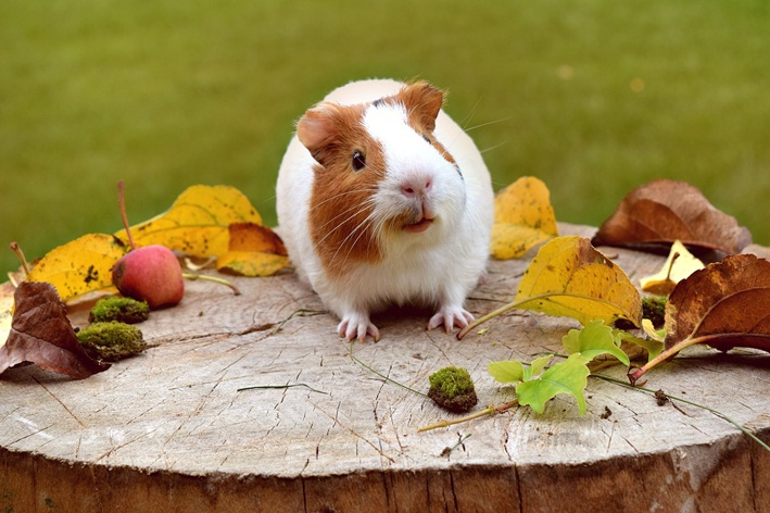 comidas para porquinho da índia