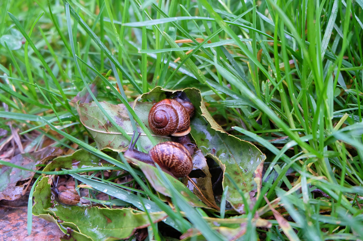 Como acabar com caramujos pequenos no jardim