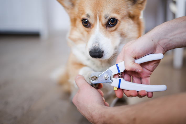 homem cortando unha de cachorro com alicate