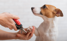 cachorro cortando a unha