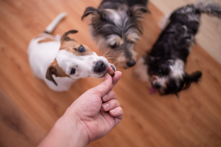 cachorros ganhando petisco