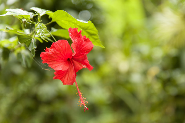 planta para emagrecer