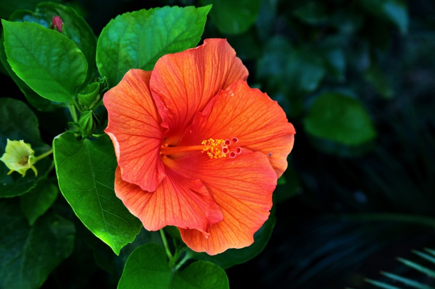 Conheça mais sobre o hibisco.