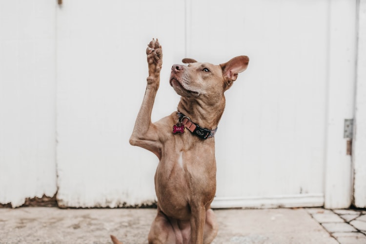 como ensianr o cachorro a dar a pata