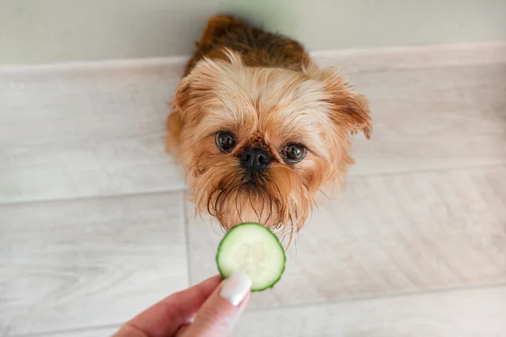 pessoa dando pepino para cachorro