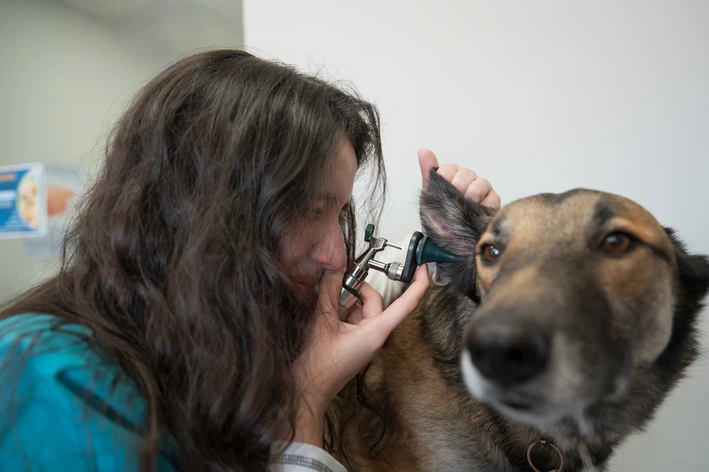 Veterinária examinando o ouvido de um cachorro