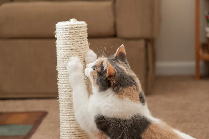 como fazer arranhador para gatos de sisal