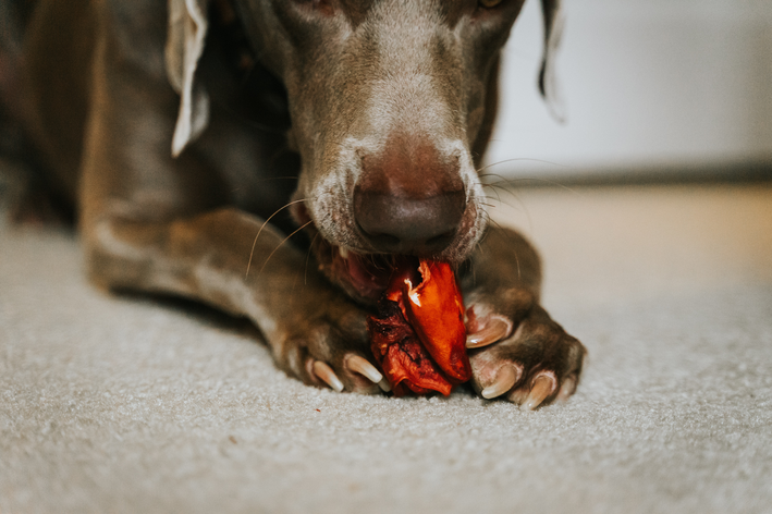 como fazer o cachorro comer devagar