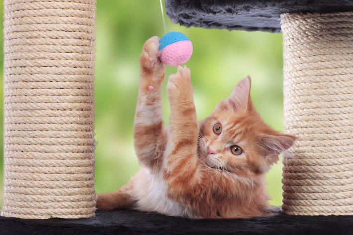 como fazer um arranhador de gato