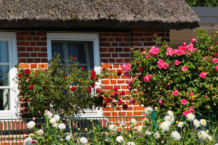 Como fazer um jardim de rosas