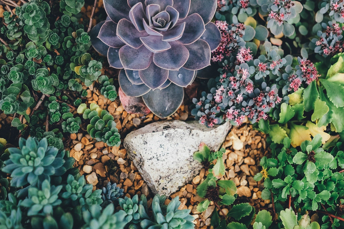 Como fazer um jardim de suculentas