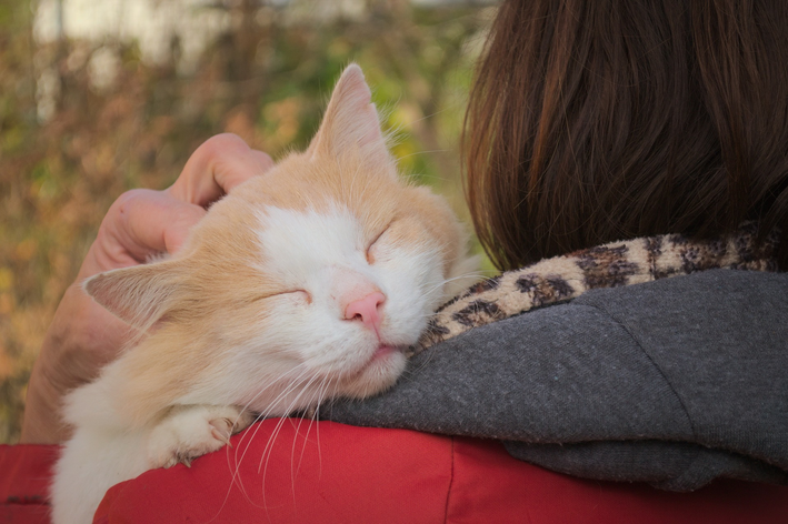 como ganhar a confiança de um gato