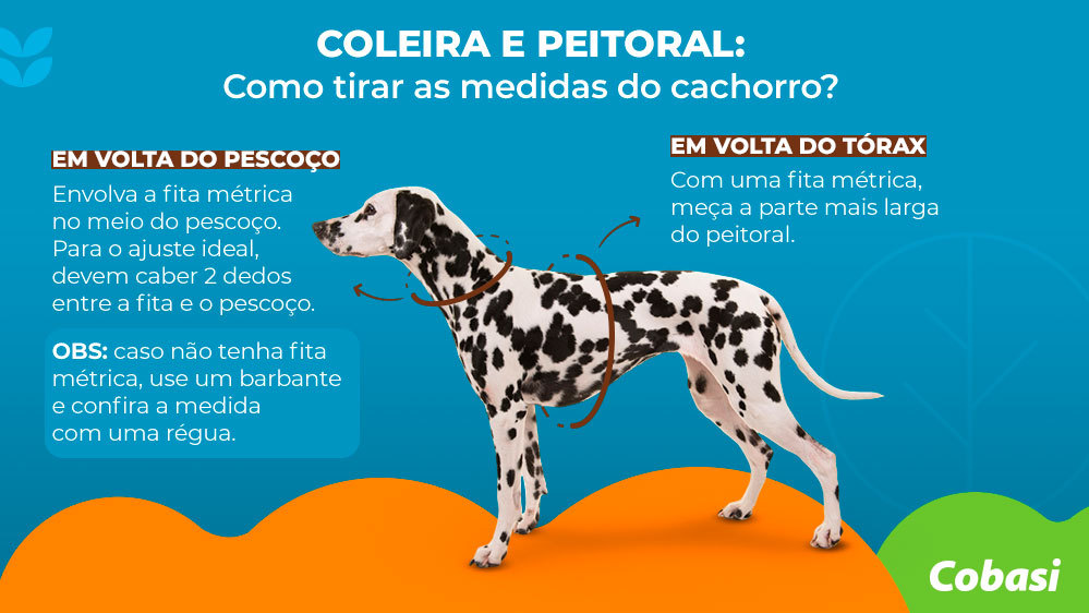 infográfico sobre medição de coleira 