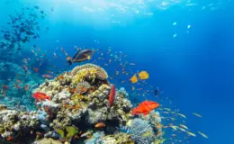 peixes respirando dentro da água