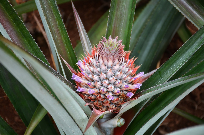 Como plantar abacaxi de jardim