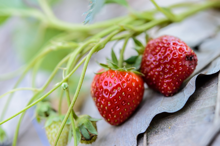 Como plantar morango: saiba o passo a passo