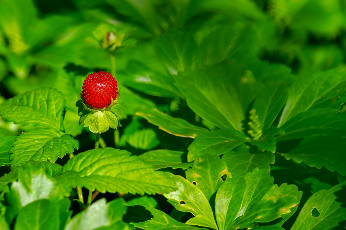 Como plantar morango: saiba o passo a passo