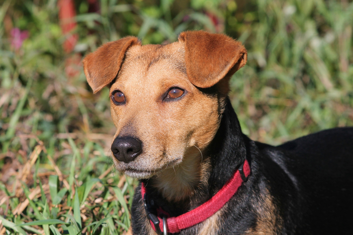 Como saber a raça do meu cachorro? Confira algumas dicas