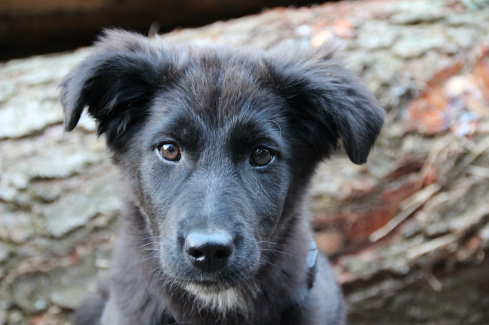 Como saber a raça do meu cachorro