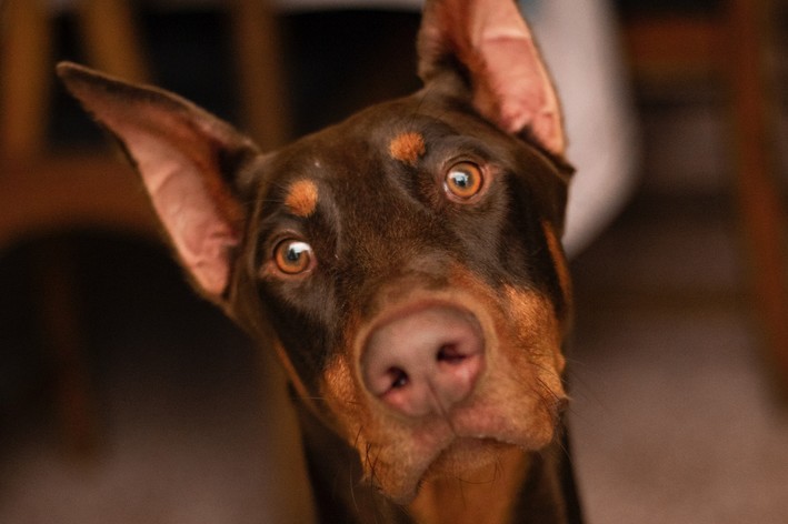 Doberman com orelha cortada feita através de conchectomia