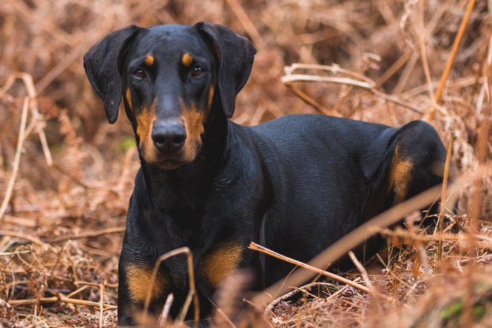 Doberman deitado