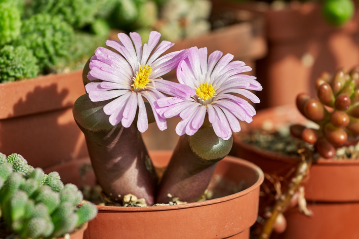 vaso com Conophytum subglobosum