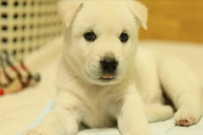 raça de cachorro coreano