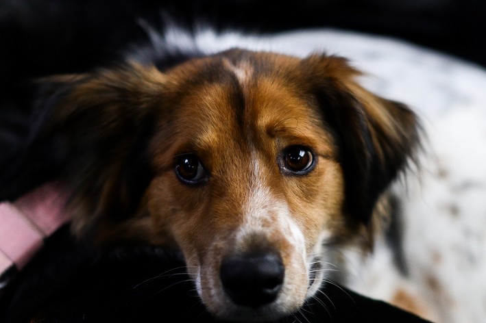 Cão apático deitado