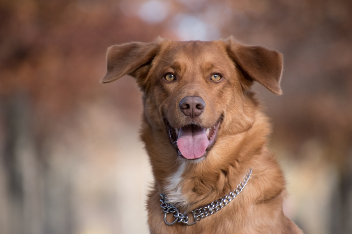 corrente para cachorro