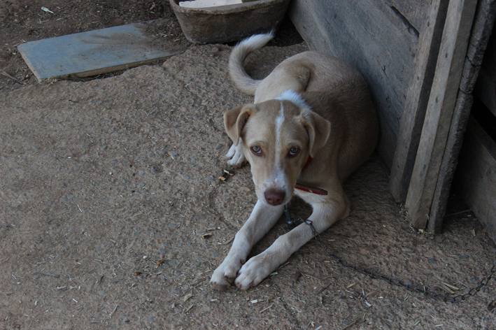 corrente para cachorro