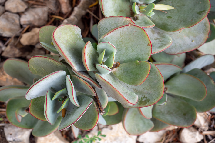 folhas de cotyledon orbiculata