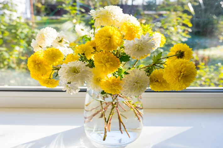 planta que purifica o ar crisântemo amarelo no vaso