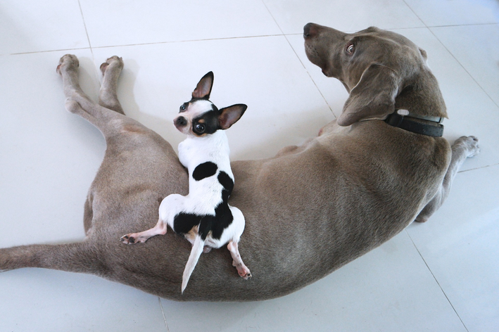 cruzamento de cachorro grande com pequeno