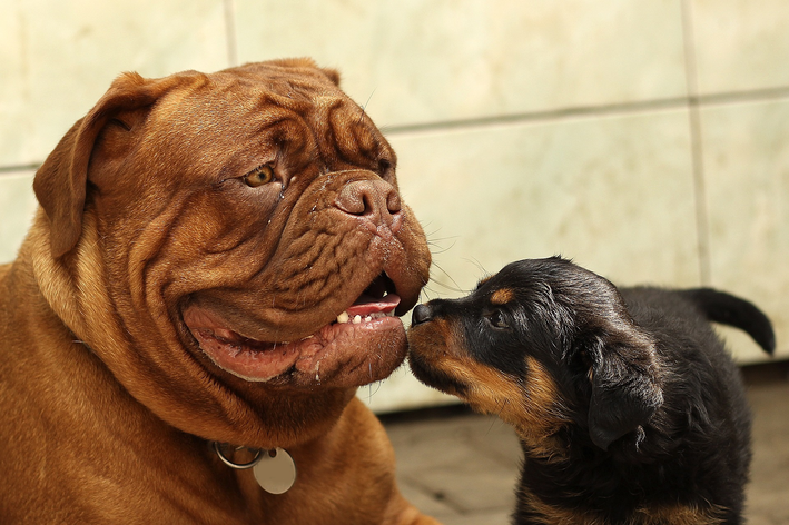 cruzamento de cachorro grande com pequeno